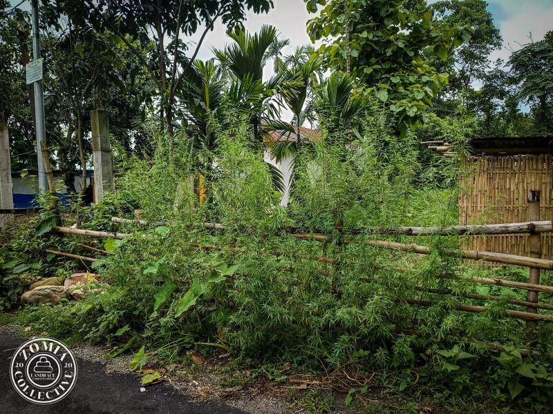 File:Ruderal-cannabis-habitat.jpg