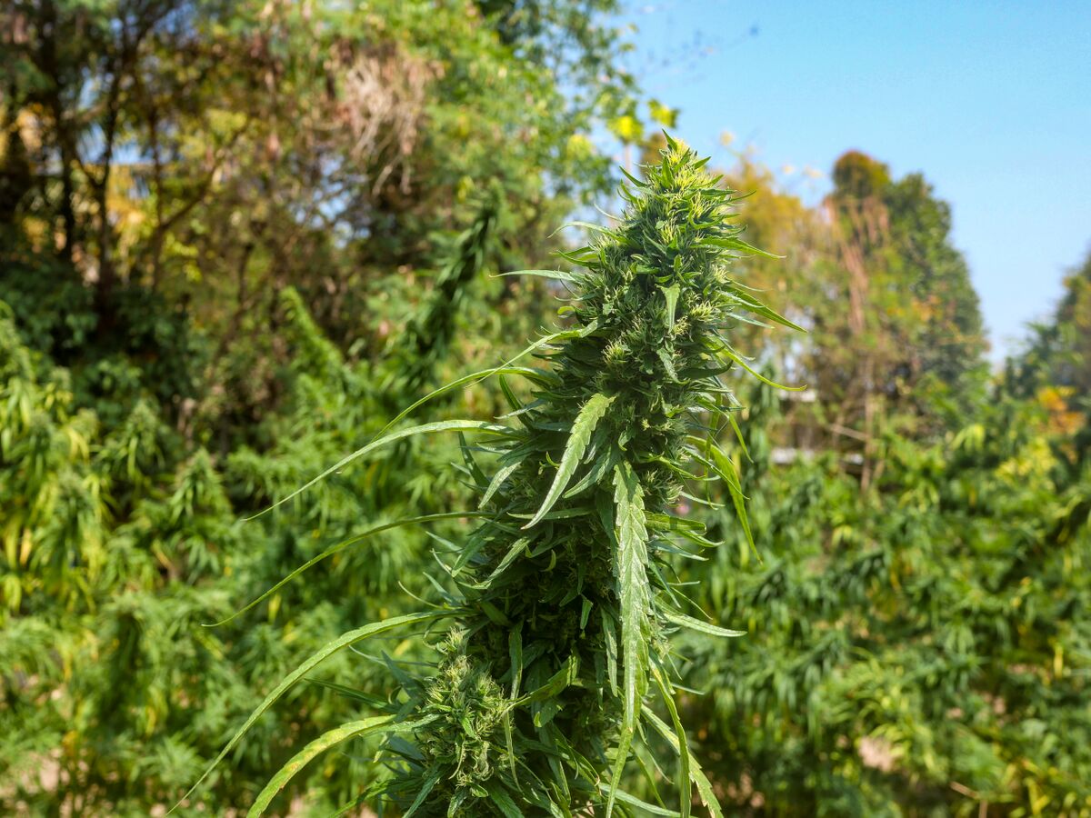 Landrace cannabis at Khun Aek's farm in the Phu Phan hills of Northeastern Thailand.