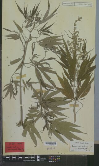 Digitised herbarium sheet with three leafy Cannabis stems with palmate leaves of long, narrow leaflets, one with a loose flowering top, a red printed type slip at the lower left and a small handwritten label at the lower right.