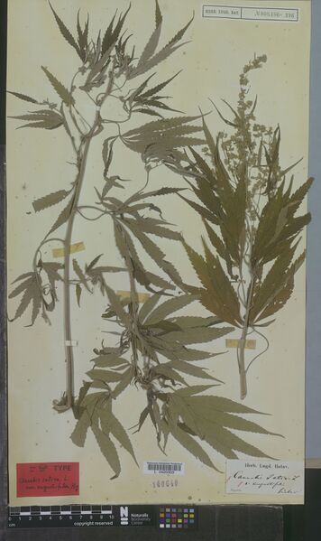 File:Siebold s.n. specimen L0420303.jpg