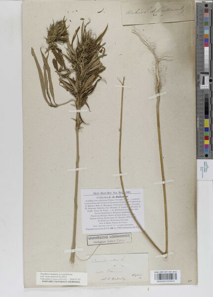 File:Dukerley specimen BR0000023200425.jpg