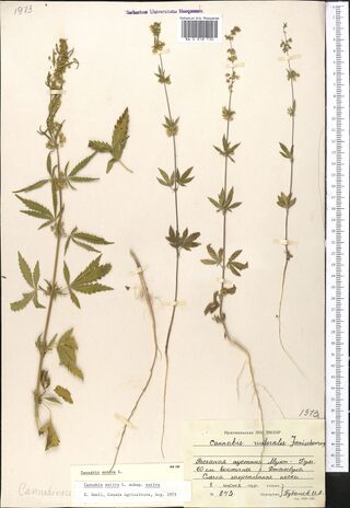 Digitised herbarium sheet with four slender, sparsely leafy Cannabis plants with their roots, two typed slips at the lower centre and a printed label at the lower right.