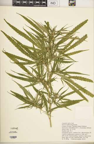 Digitised herbarium sheet with a leafy Cannabis branch of long, narrow, saw-toothed leaflets and small rounded fruits and a typed Indiana University label.