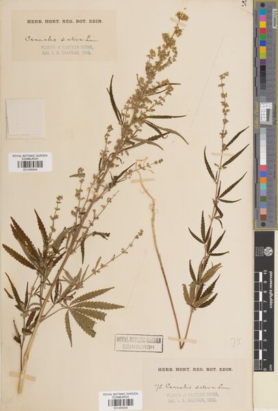 File:Balfour 75 specimen E01459305.jpg