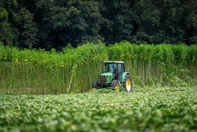 A green tractor working in a dense green field of tall hemp plants under a clear summer sky.