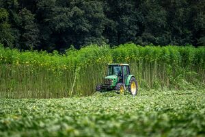 A cultivated field of tall, even-height fibre hemp plants grown close together in rows.