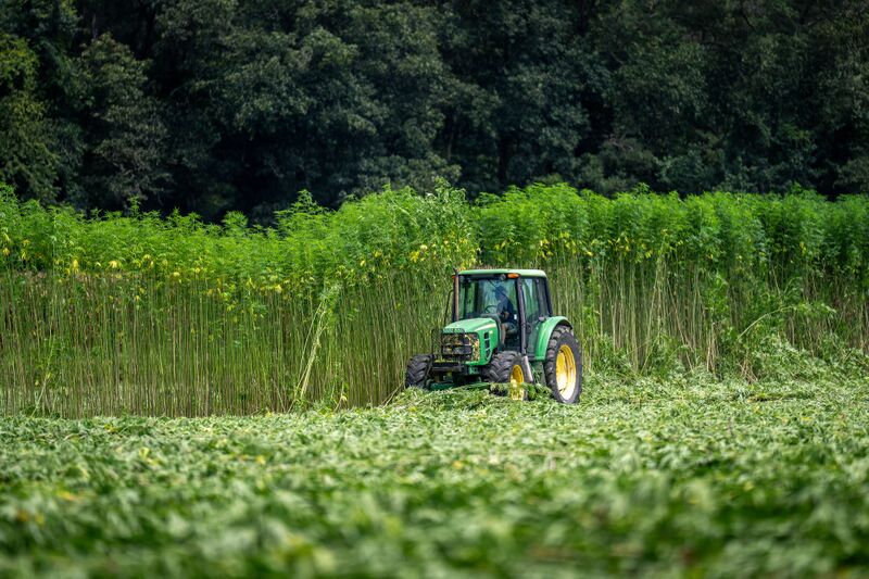 File:Cannabis-fibre-hemp-cultivar-field.jpg