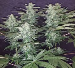 Several frosty cannabis flower tops in a grow tent
