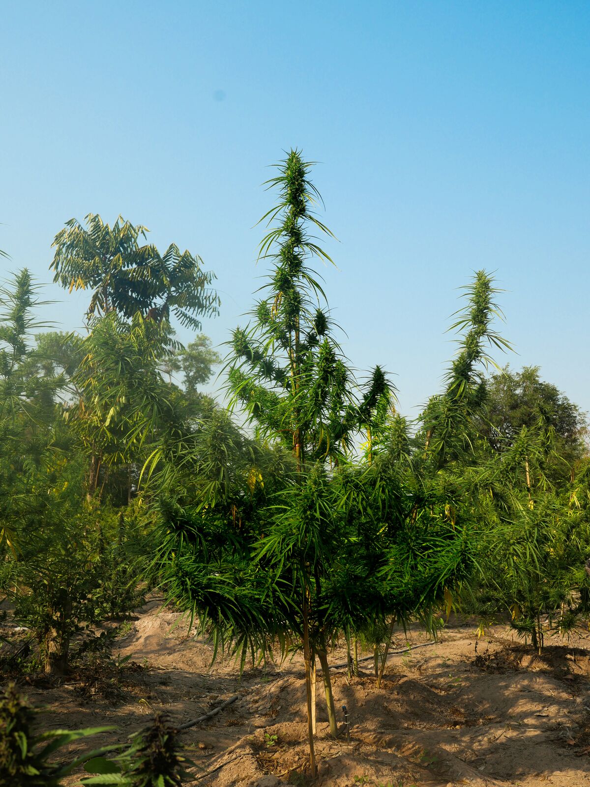 Tiger Tail landrace cannabis growing at the Ta Lo family farm in the Phu Phan mountains of Northeastern Thailand.