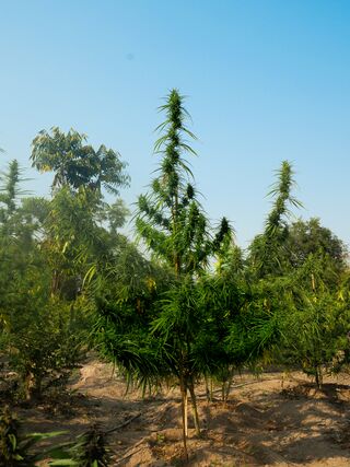 Tiger Tail landrace cannabis growing at the Ta Lo family farm