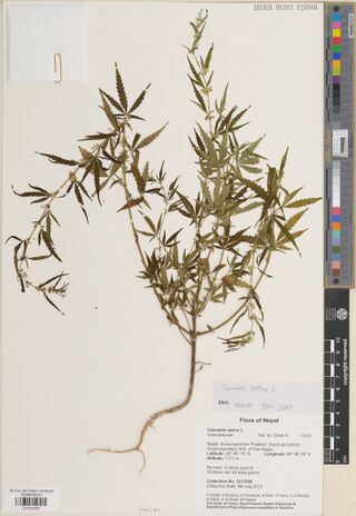 Digitised herbarium sheet with a slender branched male Cannabis plant, a handwritten determination slip and a printed Flora of Nepal label at the lower right.
