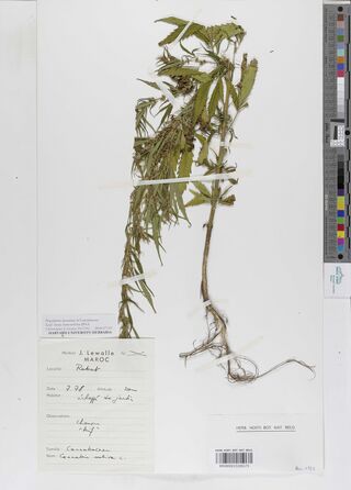 Digitised herbarium sheet with a whole Cannabis sativa plant with its root, a printed Herbier J. Lewalle Maroc label filled in by hand and a printed slip recording that leaf tissue was taken for DNA.