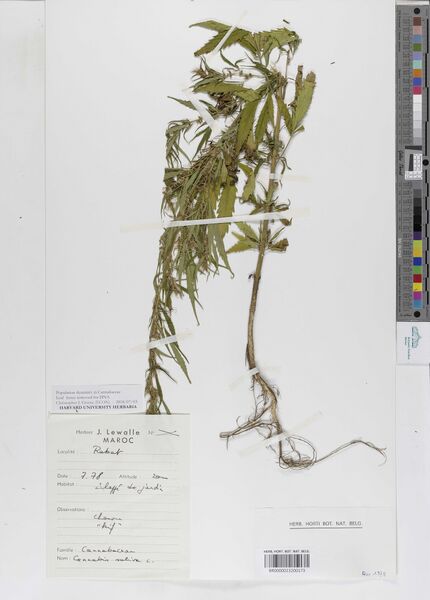 File:Lewalle specimen BR0000023200173.jpg
