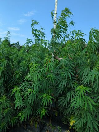 Tall cannabis plants with long, drooping branches beside a measuring pole