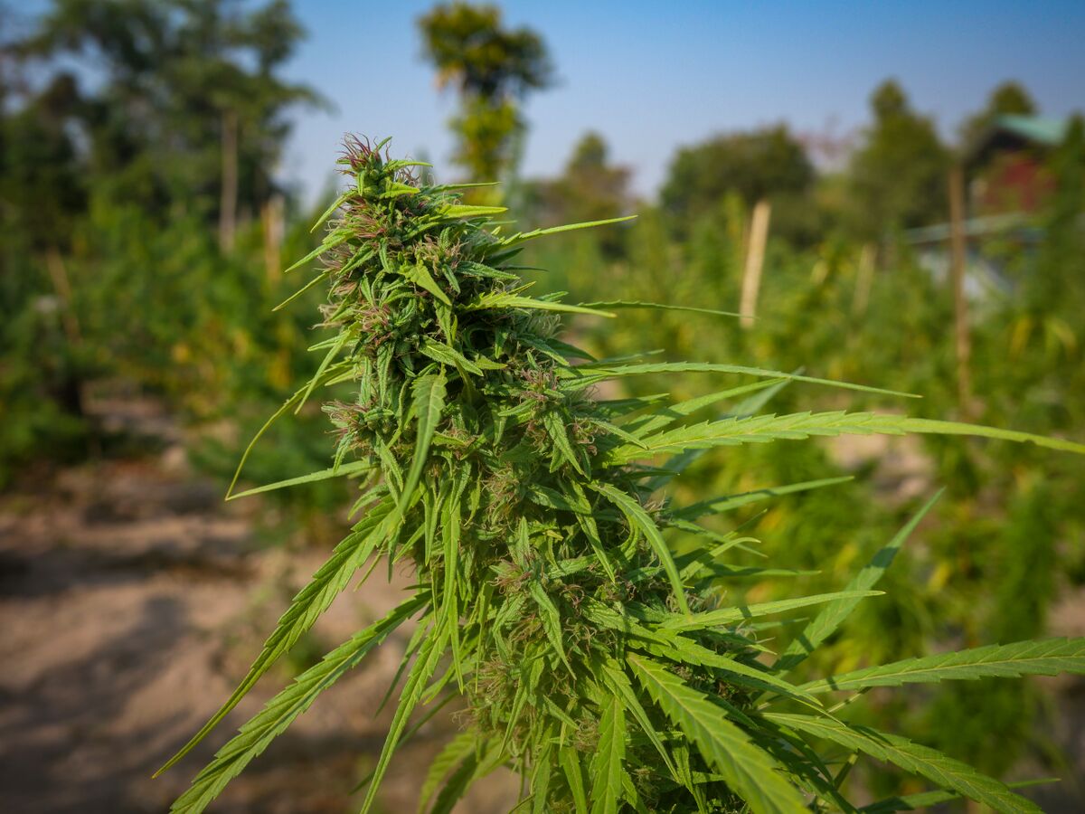 Landrace cannabis growing in a mixed field with Squirrel Tail and Foytong at the Ta Lo family farm in the Phu Phan mountains of Northeastern Thailand.