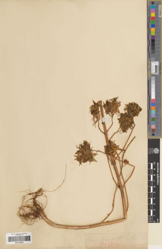 Digitised herbarium sheet with a whole Cannabis plant, its root ball at the lower left and dense female heads at the top, above a narrow label in red ink.