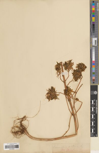 File:Woodrow specimen E00248822.jpg