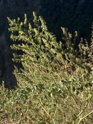 Tall, loose cannabis plants in flower on a steep, sunlit slope