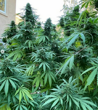 Dense cannabis plants with flowering tops next to the wall of a house