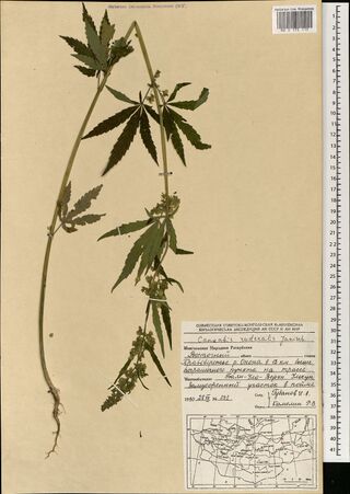 Digitised herbarium sheet with a long, curving Cannabis stem with palmate leaves and flowering side branches, roots at the foot, and a printed expedition label with a small map of Mongolia at the lower right.