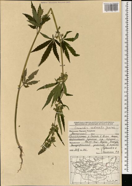 File:Gubanov 291 specimen MW0175115.jpg