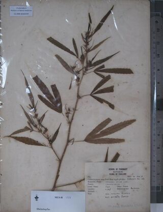 Digitised herbarium sheet of a pressed Cannabis sativa branch with a printed School of Pharmacy, Bangkok label.