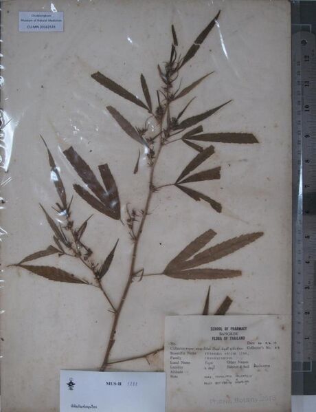 File:CU-MN 20162539 specimen.jpg