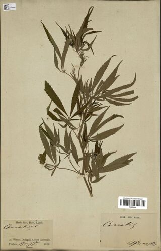 Digitised herbarium sheet with one leafy Cannabis branch with long, narrow leaflets, a printed Horticultural Society of London label at the lower left and a Paris museum label at the lower right.