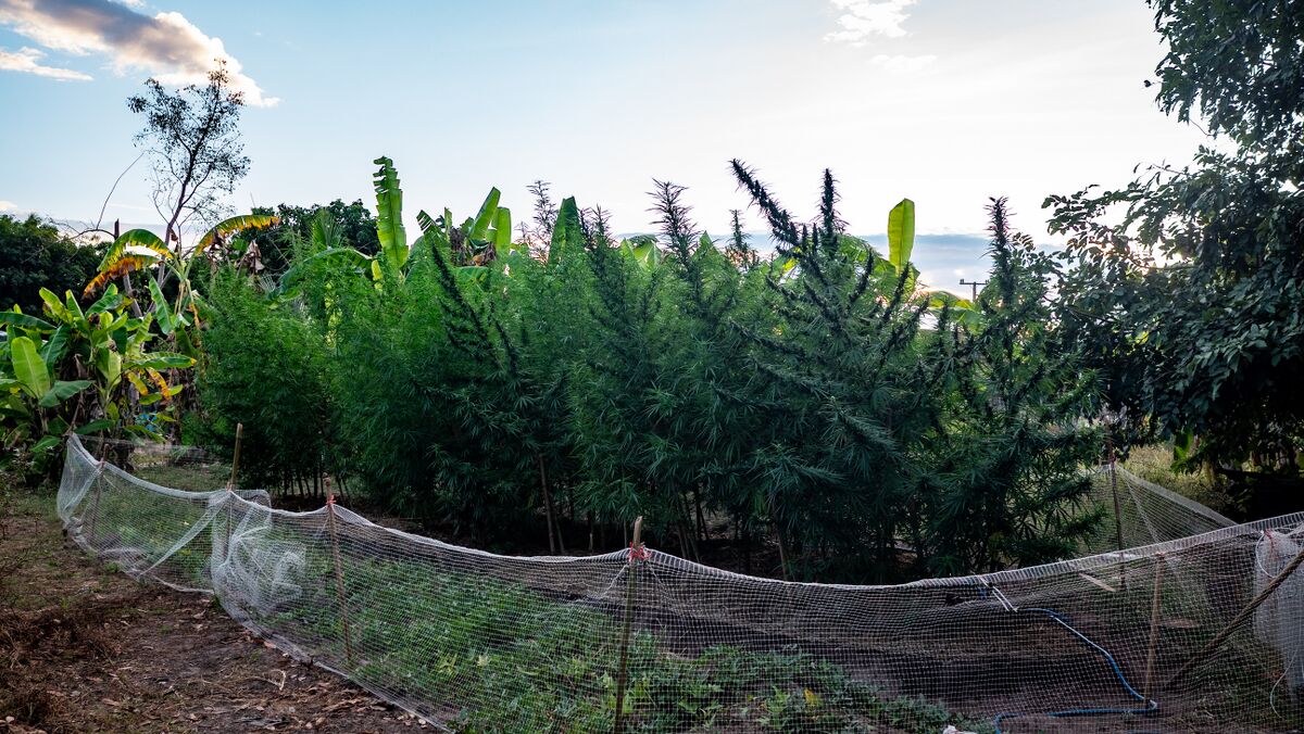Landrace cannabis cultivated near Krabangkham farm in the Phu Phan mountains of Northeastern Thailand.