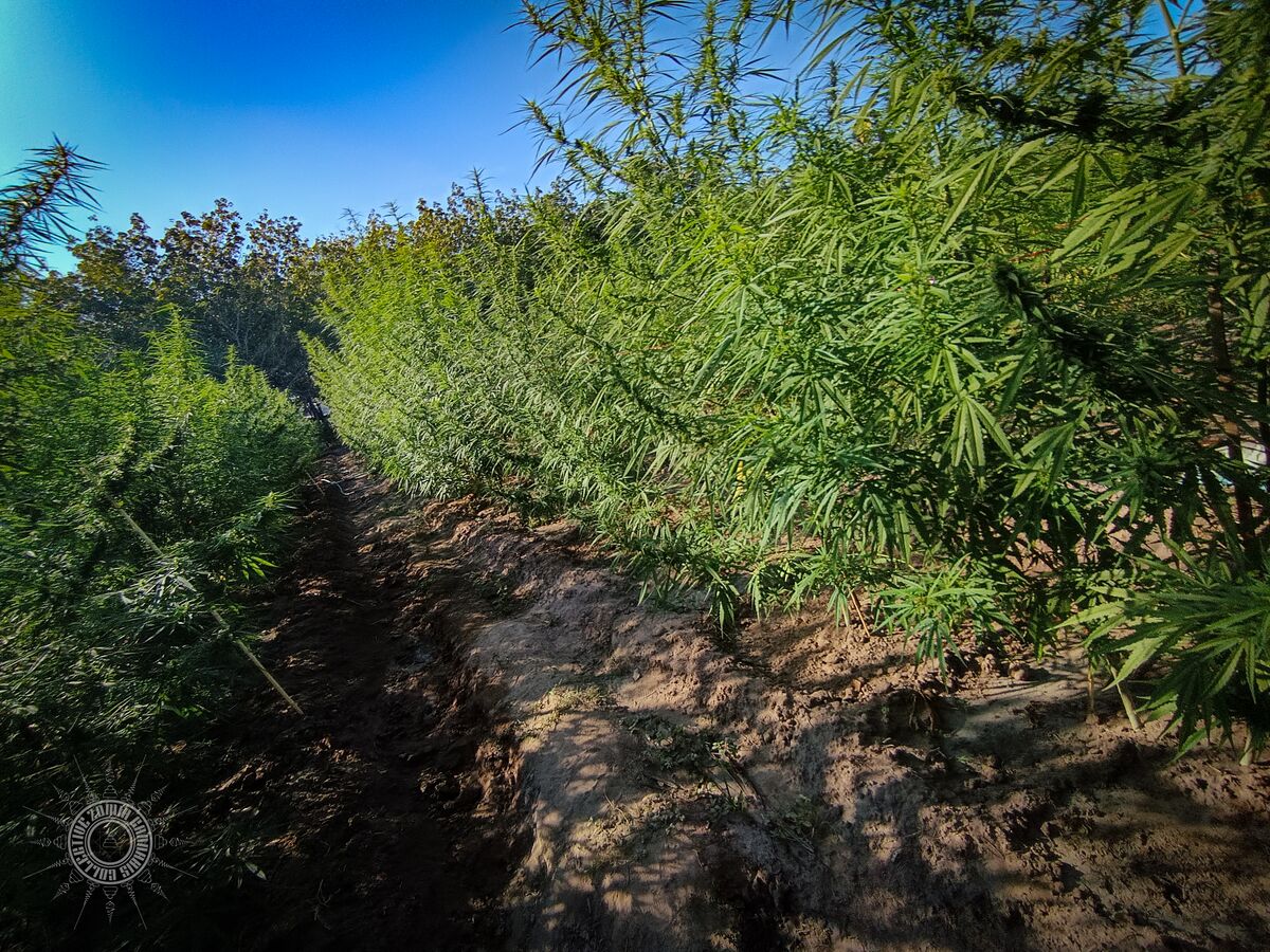 The Lin Pooh Family landrace cannabis farm in the Phu Phan hills of Sakhon Nakhon Province, Thailand.