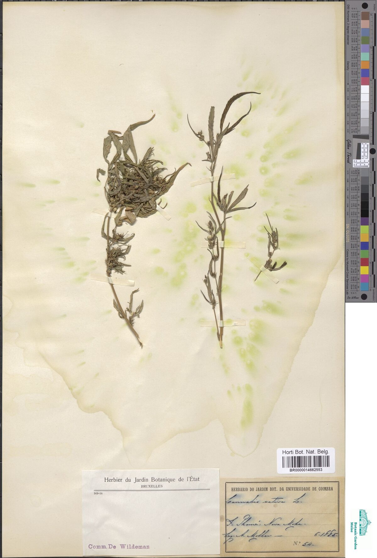 Digitised herbarium sheet with two leafy Cannabis stems and a small sprig on paper stained green, a printed Brussels label stamped Comm. De Wildeman and a handwritten Coimbra label along the bottom.