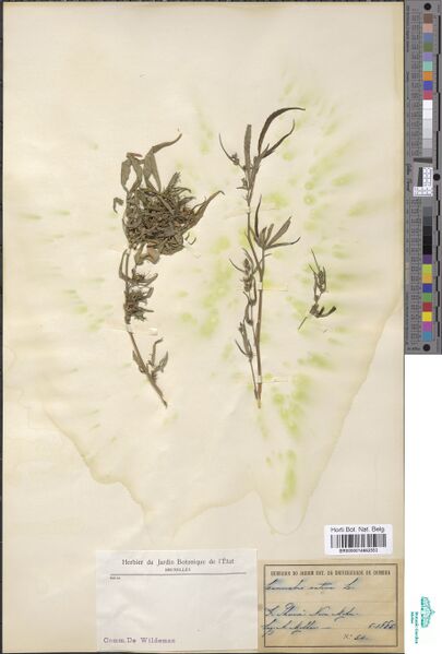 File:Moller 54 specimen BR0000014662553.jpg