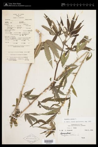 Digitised herbarium sheet with several leafy branched Cannabis stems and a handwritten field label at the top left.