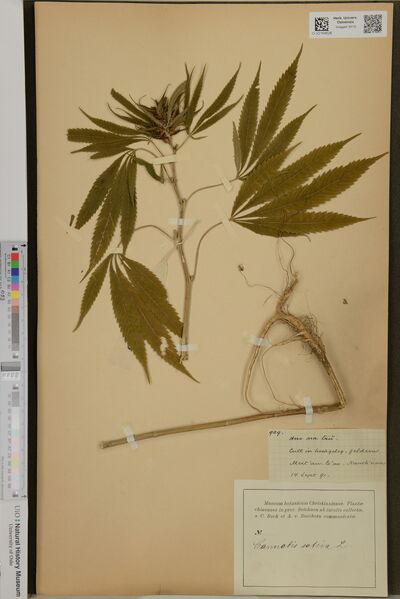 File:Bock 909 specimen O-V-2164526.jpg