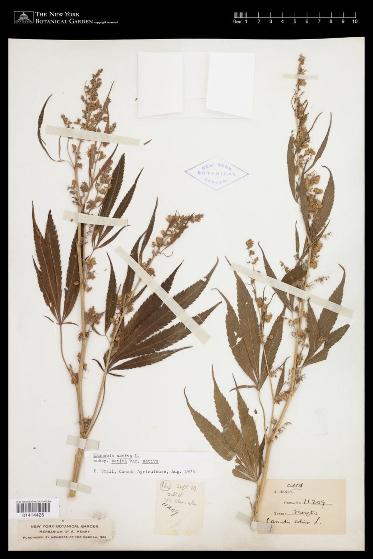 Digitised herbarium sheet with two branched flowering Cannabis stems with open flower clusters and palmate leaves, a printed collector slip and a pencilled field slip at the lower centre.
