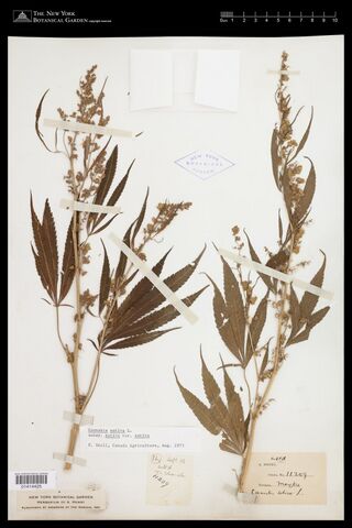 Digitised herbarium sheet with two branched flowering Cannabis stems with open flower clusters and palmate leaves, a printed collector slip and a pencilled field slip at the lower centre.