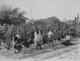 ‘Gathering the Ganja Crop’ in the Ganja Mahal, Naogaon, East Bengal, now Bangladesh.