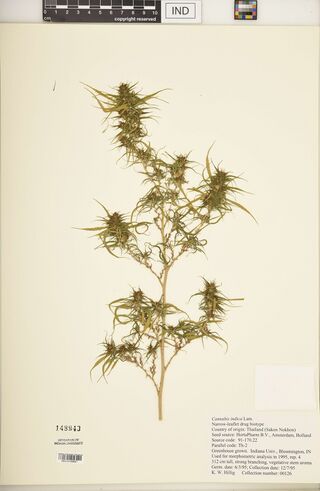 Digitised herbarium sheet with a tall, branched Cannabis shoot carrying clusters of narrow-leafleted flowering heads and a typed Indiana University label.