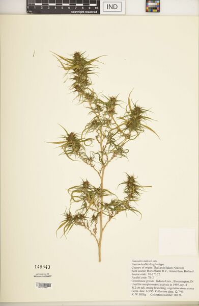 File:Hillig 00126 specimen IND0149681.jpg