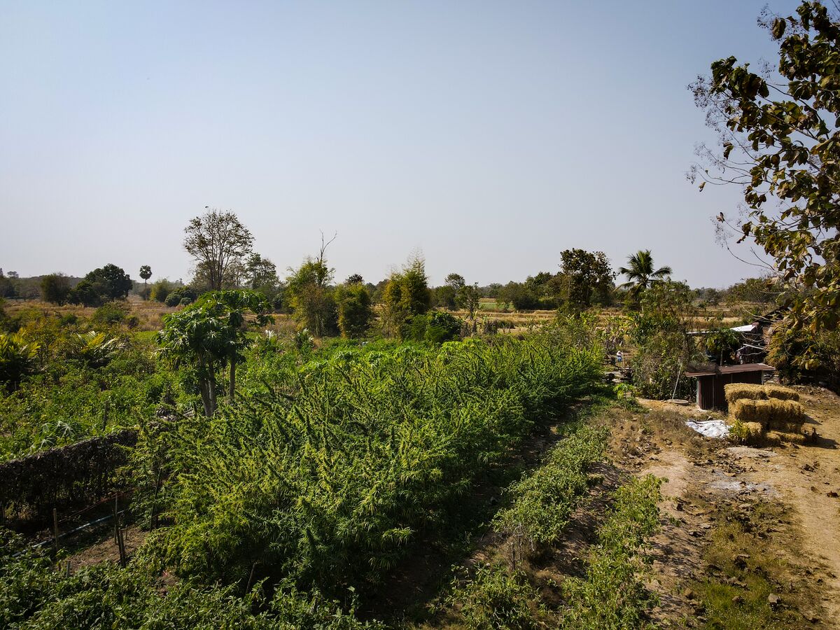 Landrace cannabis at Khun Aek's farm in the Phu Phan hills of Northeastern Thailand.