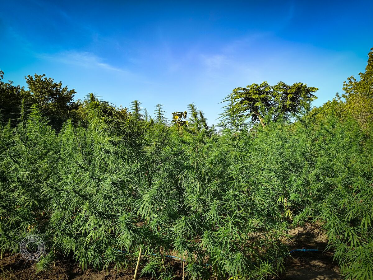 The Lin Pooh Family landrace cannabis farm in the Phu Phan hills of Sakhon Nakhon Province, Thailand.