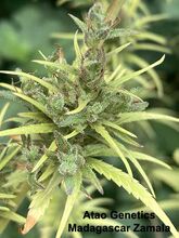 Cannabis flower top with long, narrow leaflets and fine white resin
