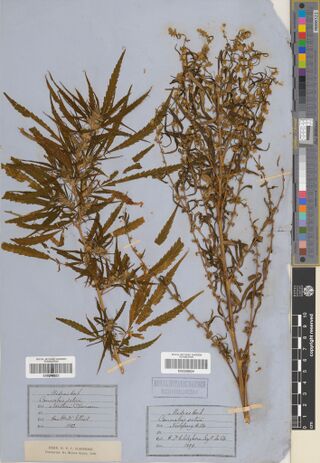 Digitised herbarium sheet carrying two mounted Cannabis collections and their labels; the 1859 Nilgiri Hills specimen is on the right.