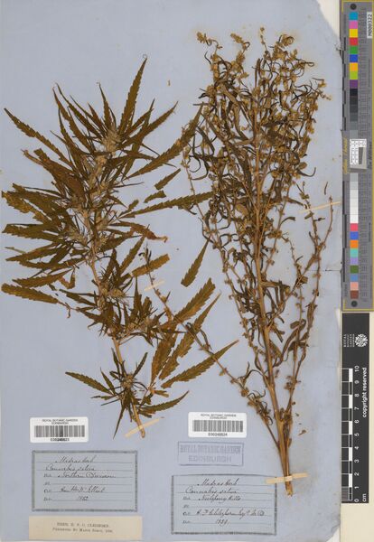 File:Cleghorn specimen E00248824.jpg