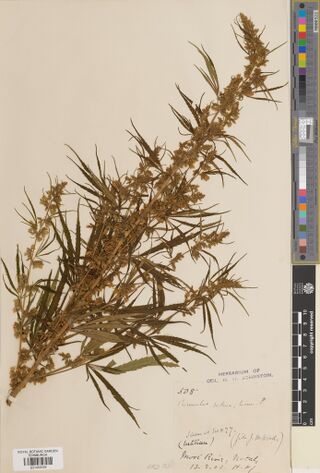 Digitised herbarium sheet of a flowering Cannabis sativa branch with a handwritten label stamped Herbarium of Col. H. H. Johnston.