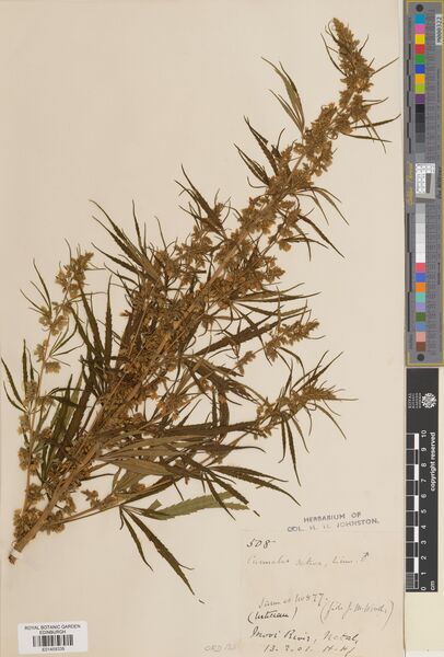 File:Johnston 508 specimen E01459339.jpg