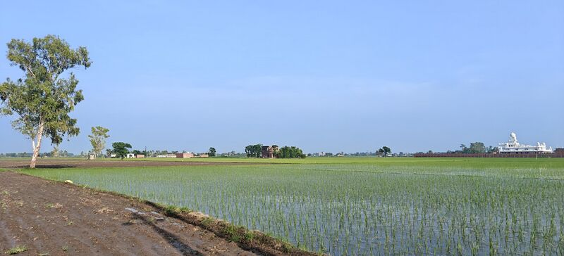 File:Punjab-submontane-belt-Paddy-fields-in-Batala-Gurdaspur-Punjab.jpg