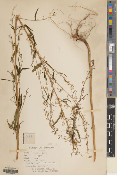 File:Cooper 1174 specimen E00150671.jpg