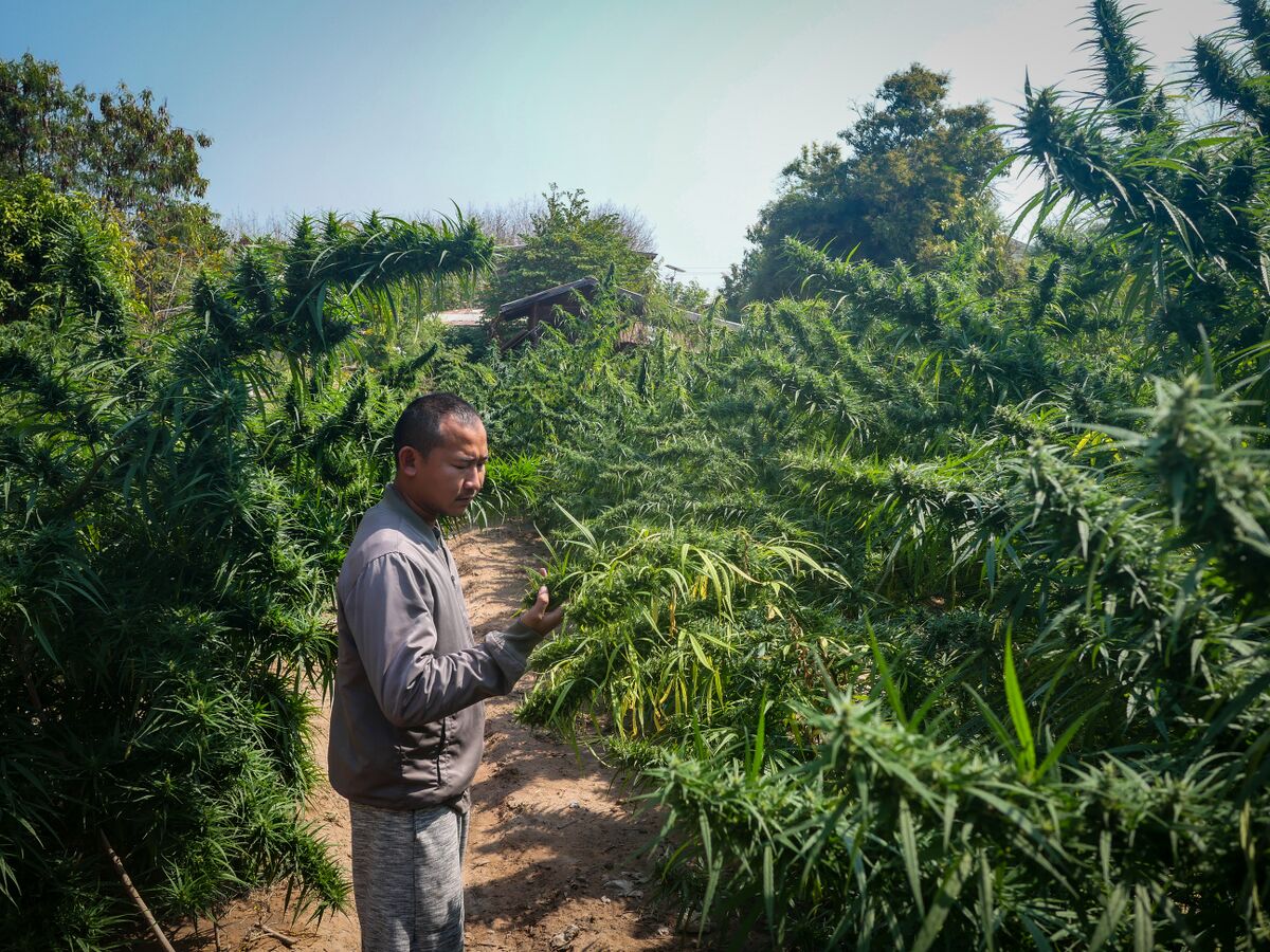 Khun Aek inspecting his Landrace cannabis plants at his farm in the Phu Phan hills of Northeastern Thailand.