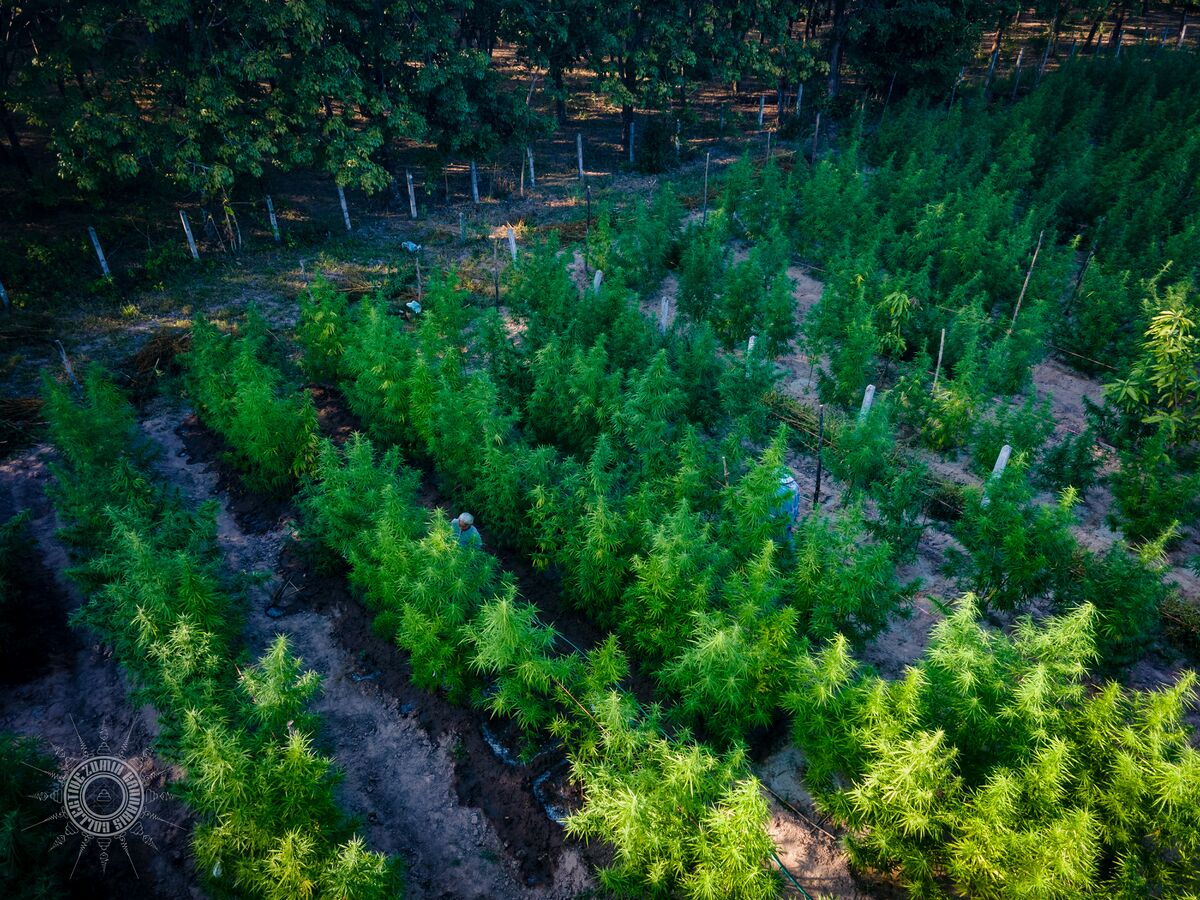 The Lin Pooh Family landrace cannabis farm in the Phu Phan hills of Sakhon Nakhon Province, Thailand as seen from above.